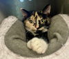 2502-0106 Annabelle