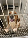 177883 Toby FKA EVERYTHING Bagel (Off Site Foster)