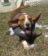 177883 Toby FKA EVERYTHING Bagel (Off Site Foster)