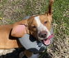 177883 Toby FKA EVERYTHING Bagel (Off Site Foster)