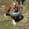 177883 Toby FKA EVERYTHING Bagel (Off Site Foster)
