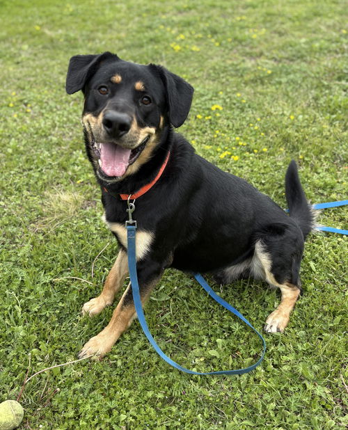 picture of the dog needing adoption