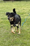 2503-0166 Charlie