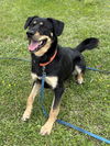 2503-0166 Charlie