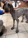 178280 Cooper (Off Site Foster)