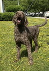 178280 Cooper (Off Site Foster)