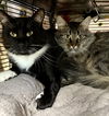 178814 Dash+ 178817 Nala (BONDED PAIR)