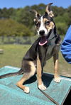 2504-0085 Gio