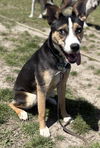 2504-0085 Gio