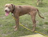 2504-0086 Chauncey
