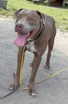 2504-0086 Chauncey