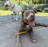 2504-0086 Chauncey
