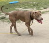 2504-0086 Chauncey