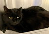 179154 Clementine+ 179155 Wednesday (BONDED PAIR)