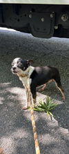 179209 Shrimp (Off Site Foster)