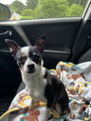 179209 Shrimp (Off Site Foster)