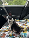 179209 Shrimp (Off Site Foster)