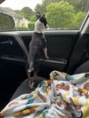 179209 Shrimp (Off Site Foster)
