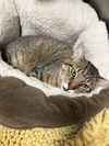 179626 The Great Catsby