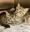 179786 & 787 (FOSTER NEEDED!)