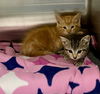 179812 & 179813 (FOSTER NEEDED)