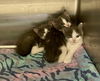 179808, 809 & 810 (FOSTER NEEDED)