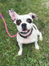179896 Blueberry (Off Site Foster)