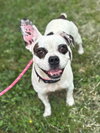 179896 Blueberry (Off Site Foster)