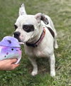 179896 Blueberry (Off Site Foster)