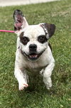 179896 Blueberry (Off Site Foster)