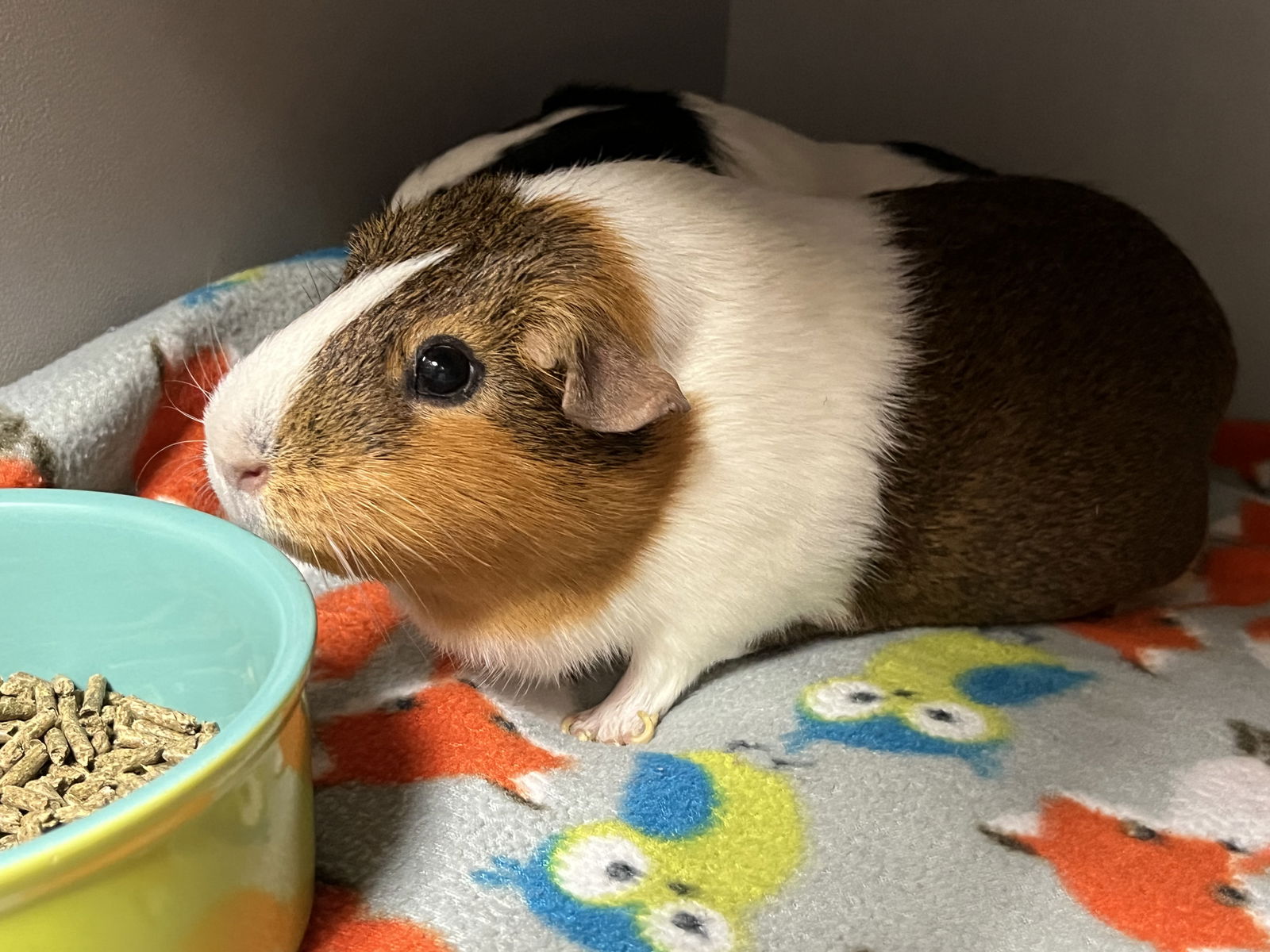adoptable Guinea Pig in VAB, VA named 179953 Lizzo & 179954 Megan