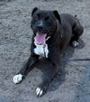 179956 Shadow (Off Site Foster)
