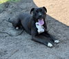 179956 Shadow (Off Site Foster)