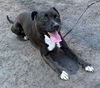 179956 Shadow (Off Site Foster)