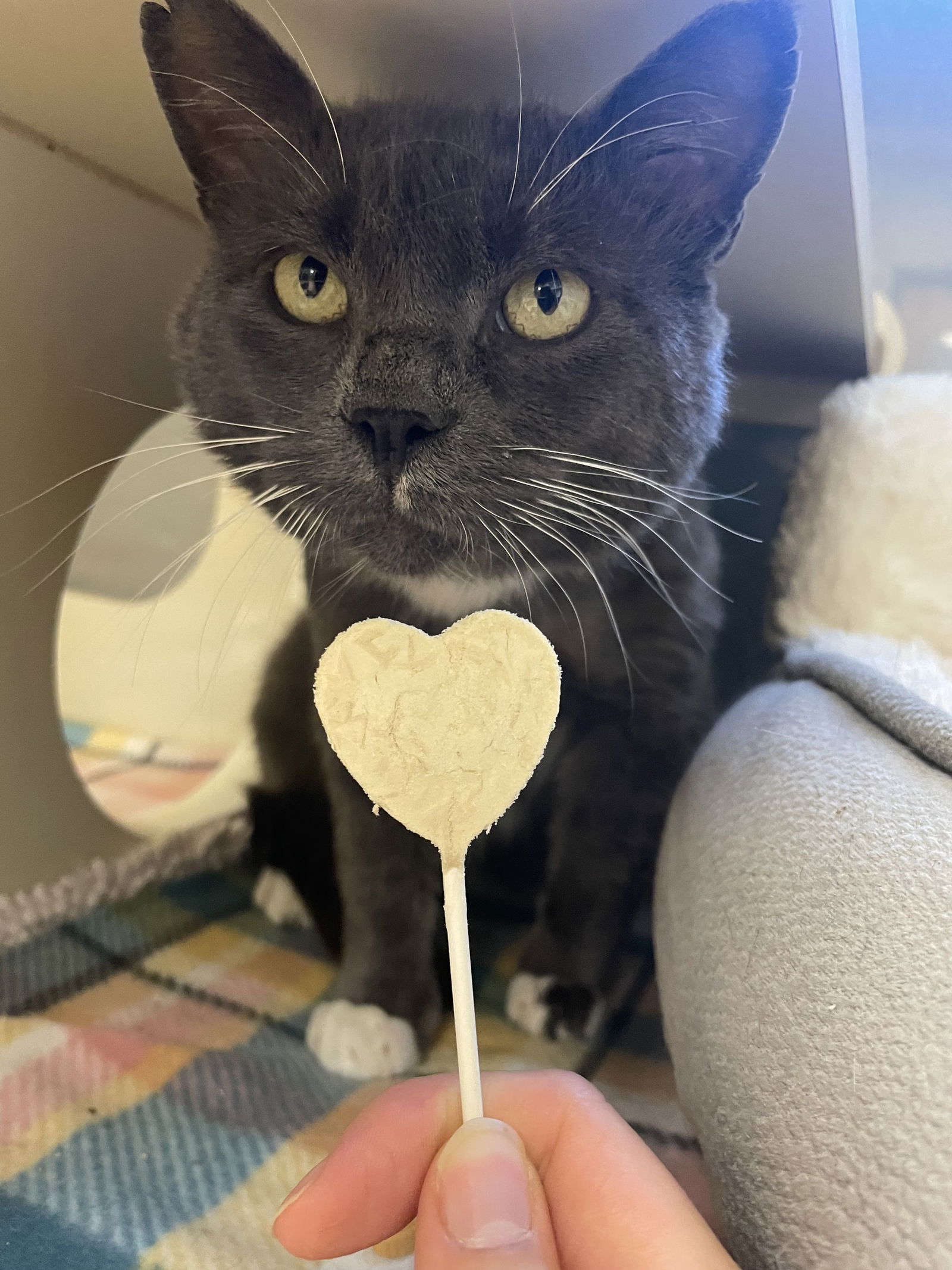 adoptable Cat in VAB, VA named 180016 The Cat King