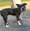 180073 Kali (Off Site Foster)