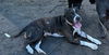 180073 Kali (Off Site Foster)