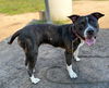180073 Kali (Off Site Foster)
