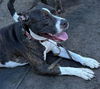 180073 Kali (Off Site Foster)