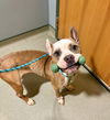 180187 Marjorie (Off Site Foster)