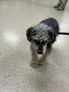 180169 Licorice (Off Site Foster)