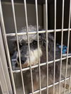 180169 Licorice (Off Site Foster)