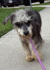 180169 Licorice (Off Site Foster)