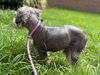 180169 Licorice (Off Site Foster)