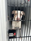 180256 Fancy Pants (Off Site Foster)