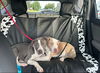 180256 Fancy Pants (Off Site Foster)