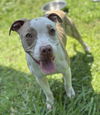 180256 Fancy Pants (Off Site Foster)