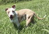 180256 Fancy Pants (Off Site Foster)