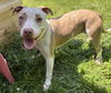 180256 Fancy Pants (Off Site Foster)