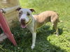 180256 Fancy Pants (Off Site Foster)